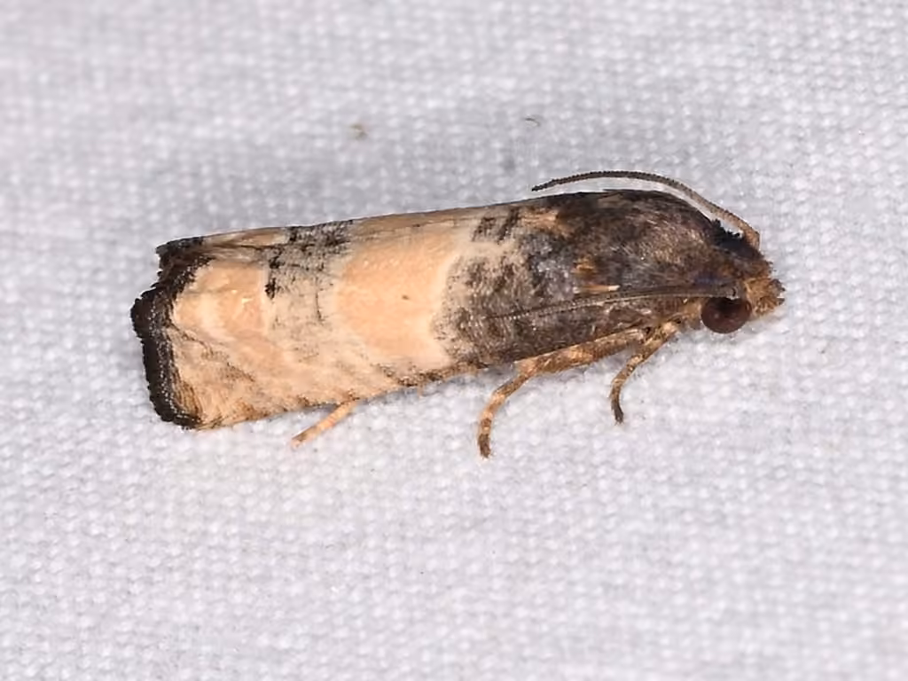 Epiblema desertana, photo 3 of 5