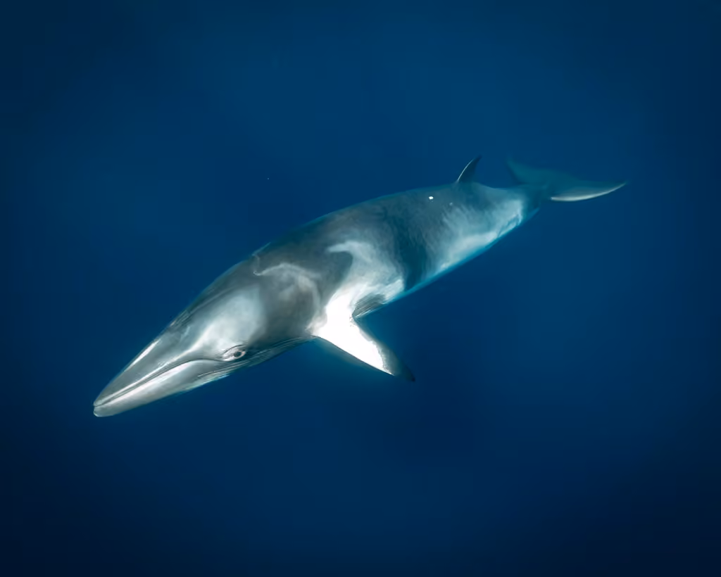 Petit rorqual