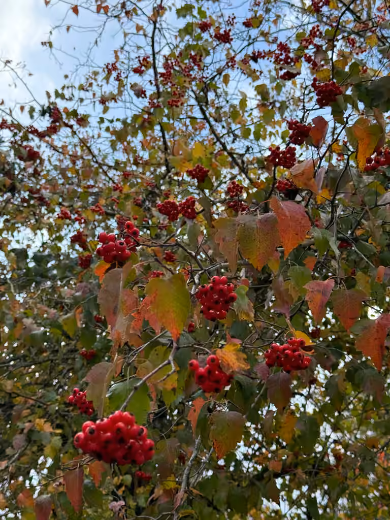 Aubépine petit-corail, En fruits