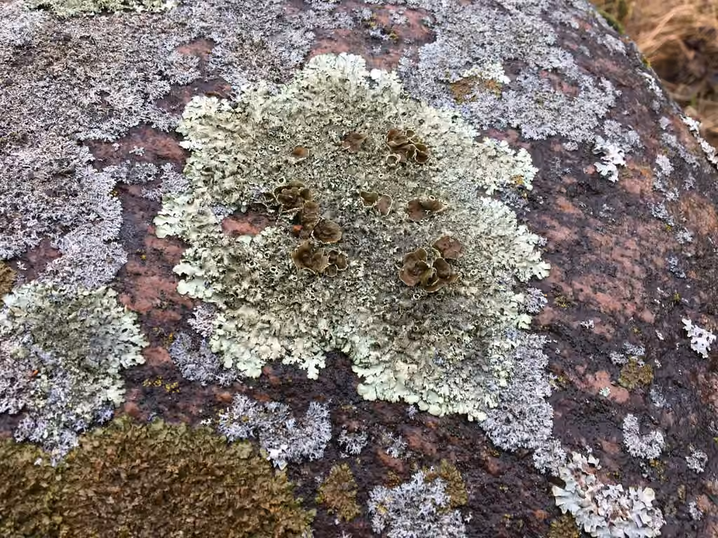 Peppered Rock-shield, photo 2 of 5
