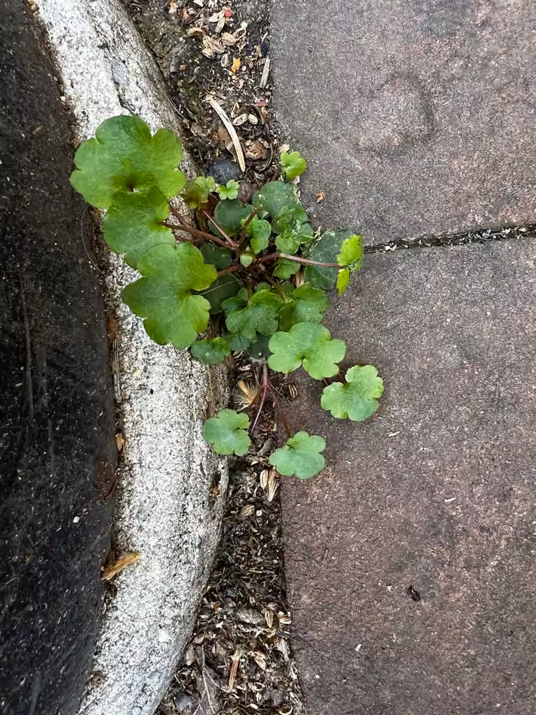 Cymbalaire des murs, Sans fleurs ni fruits