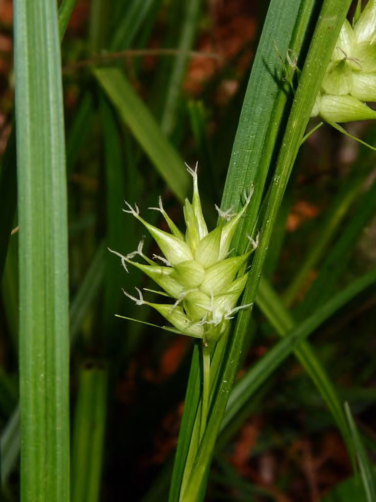 Carex gonflé, En fleurs