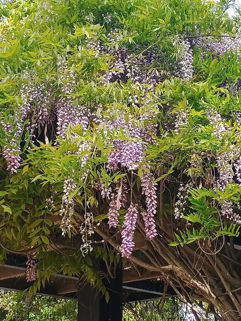 Glycine du Japon, En fleurs