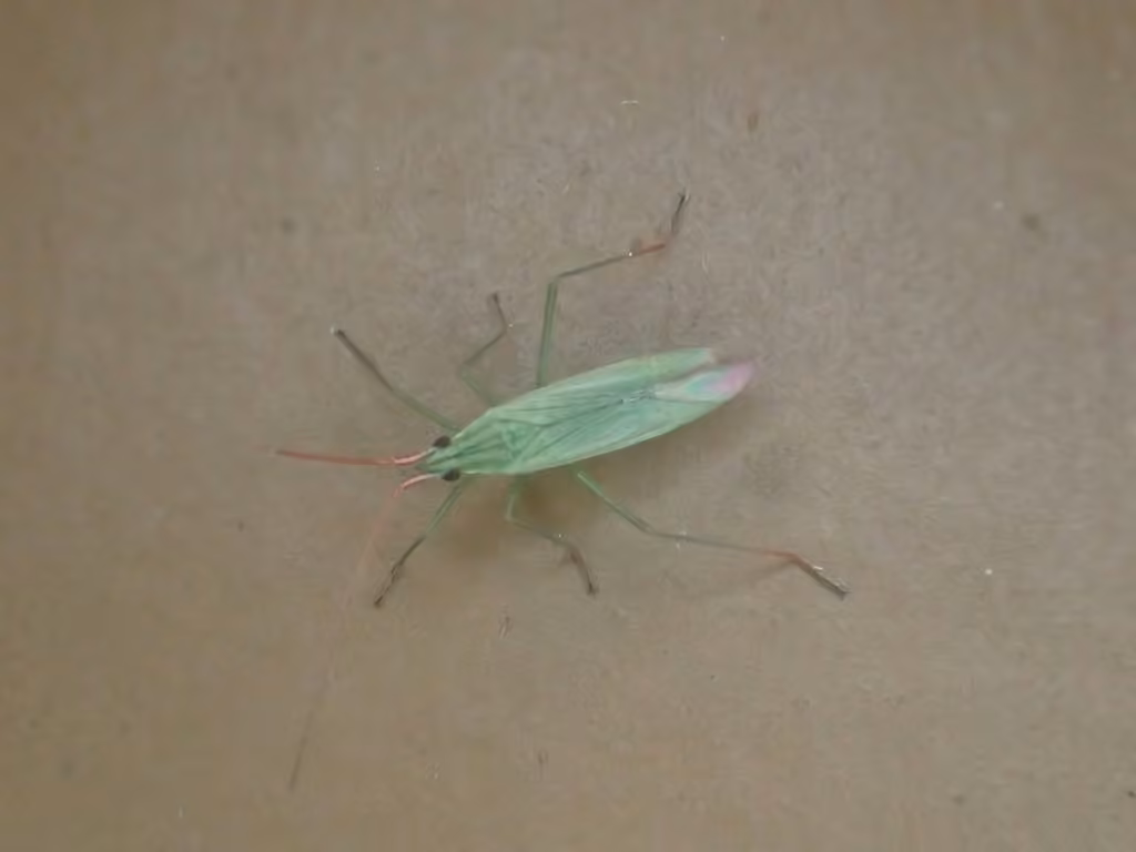 Punaise du riz, photo 1 sur 5