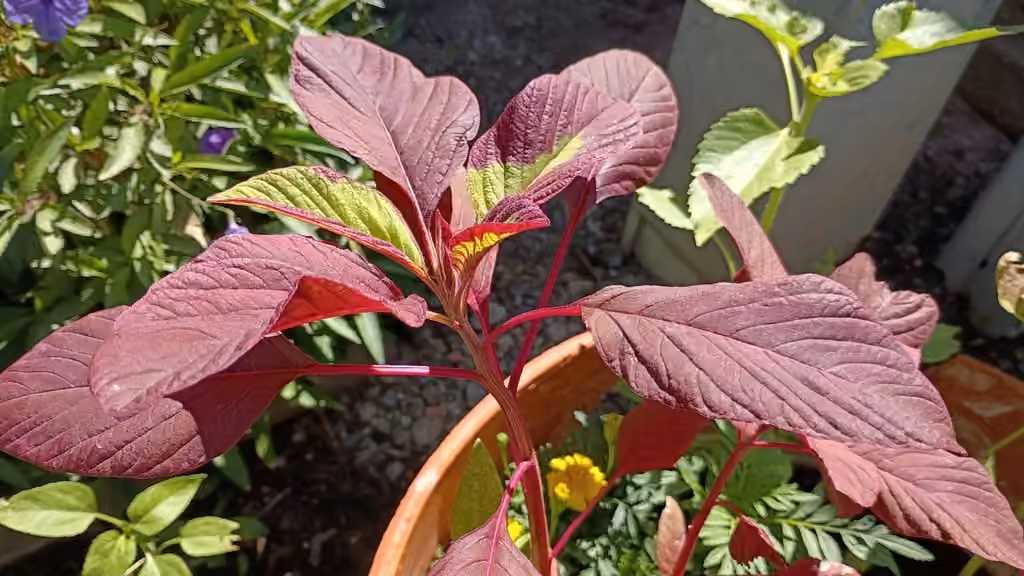 Amarante couleur de sang, Sans fleurs ni fruits