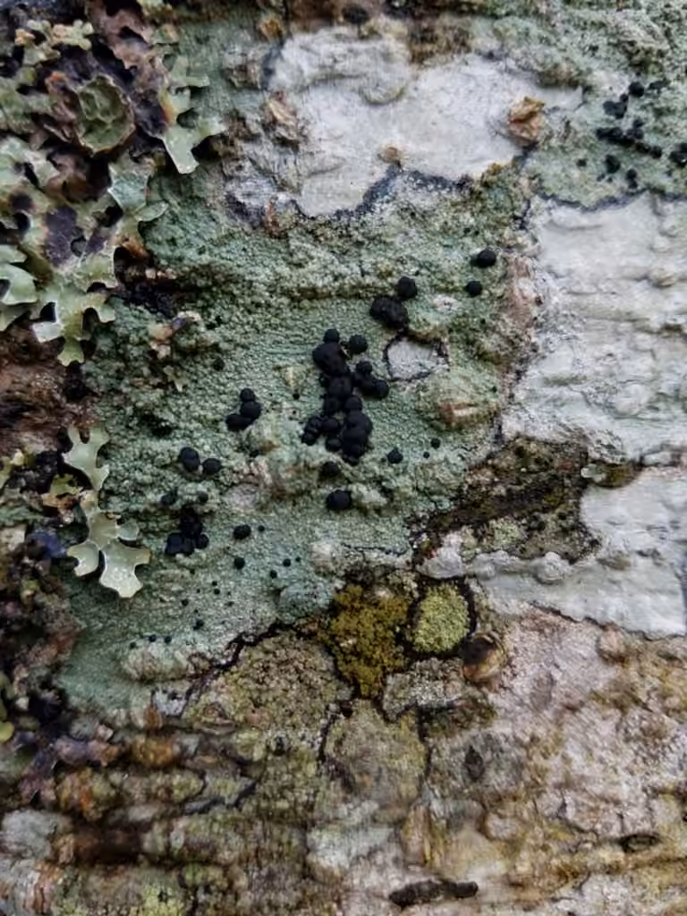 Blood lichen, photo 1 of 5