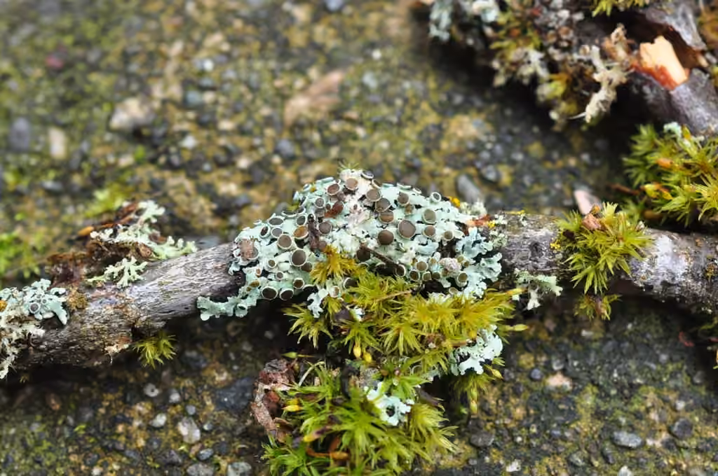 Physcie des aulnes, photo 2 sur 5