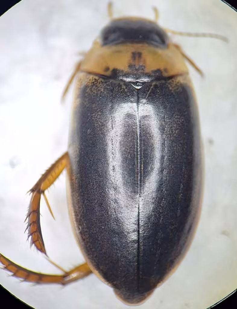 Similar Predaceous Diving Beetle, Male