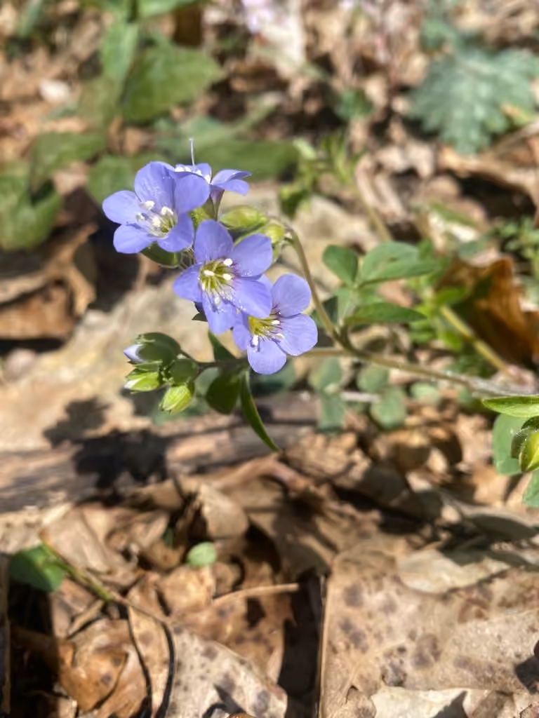Polémoine rampante, En fleurs