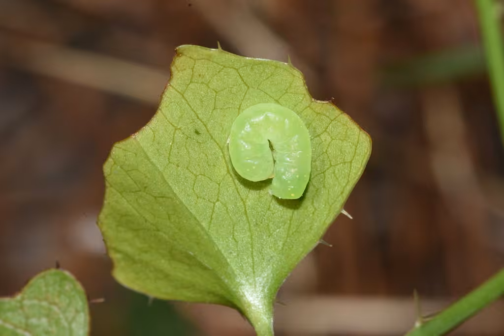 Spotted Phosphila Moth, Chenille