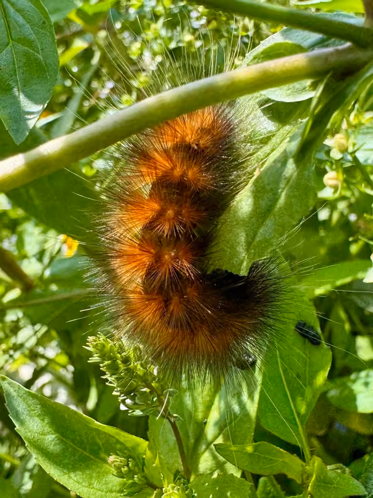 Diacrisie de Virginie, Chenille