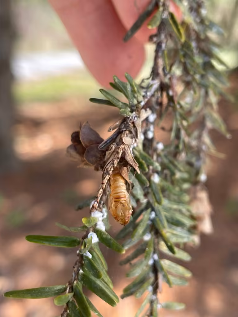 Spruce Budworm Moth, Pupa