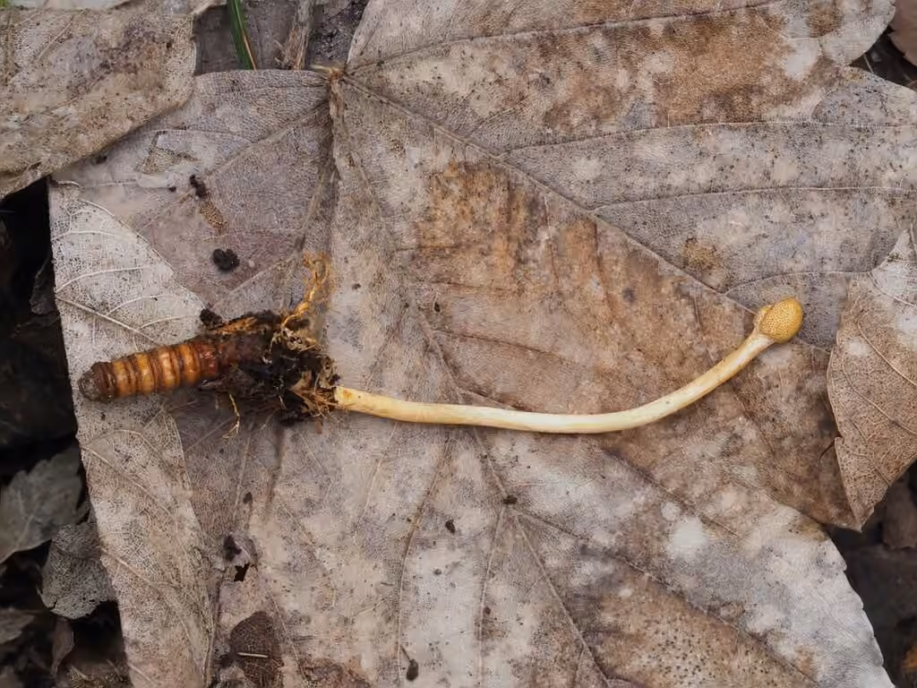 Paraisaria gracilis, photo 2 sur 5