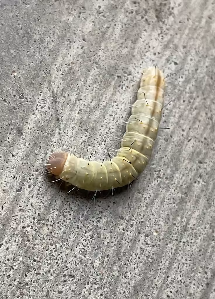 Afflicted Dagger, Caterpillar