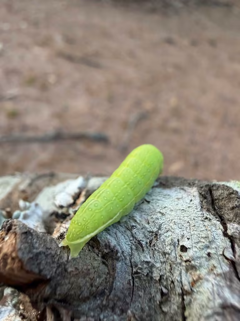 Roland's Sallow, Caterpillar