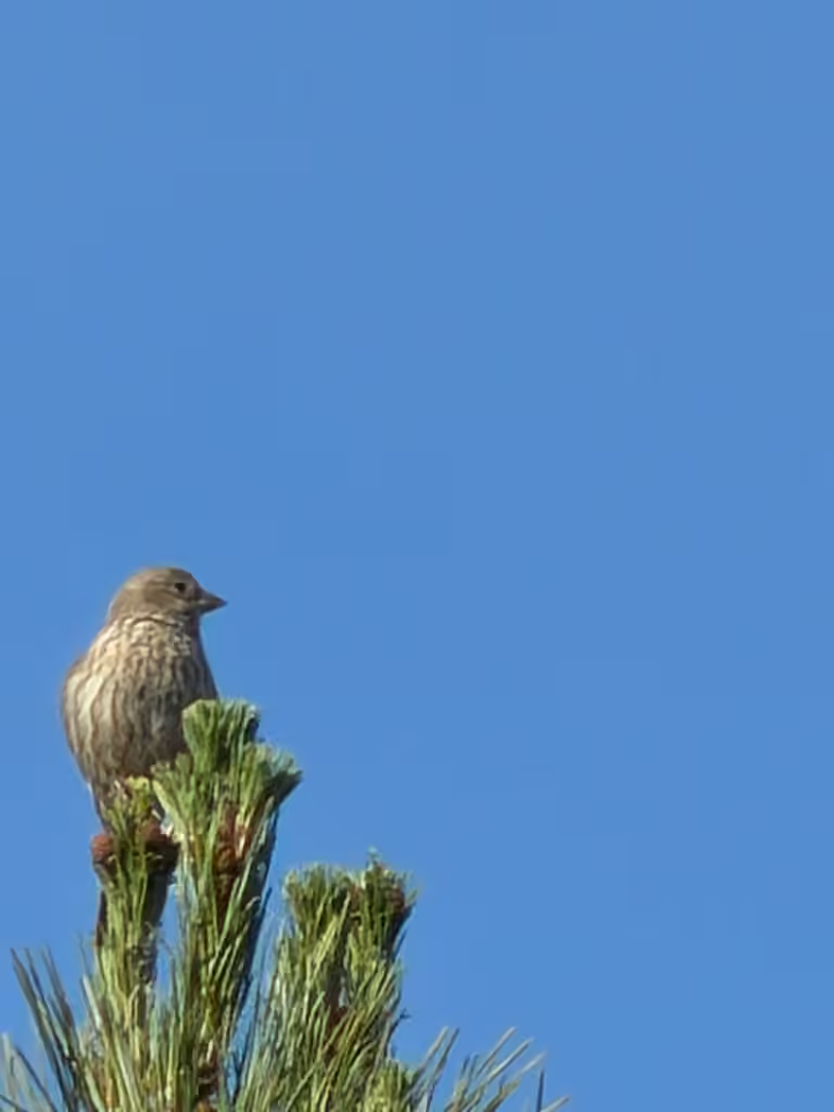 House Finch, Female