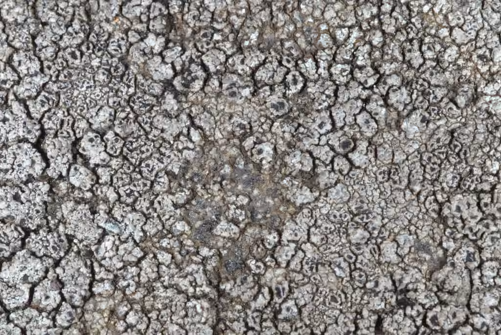 Aspicilie bleu-gris