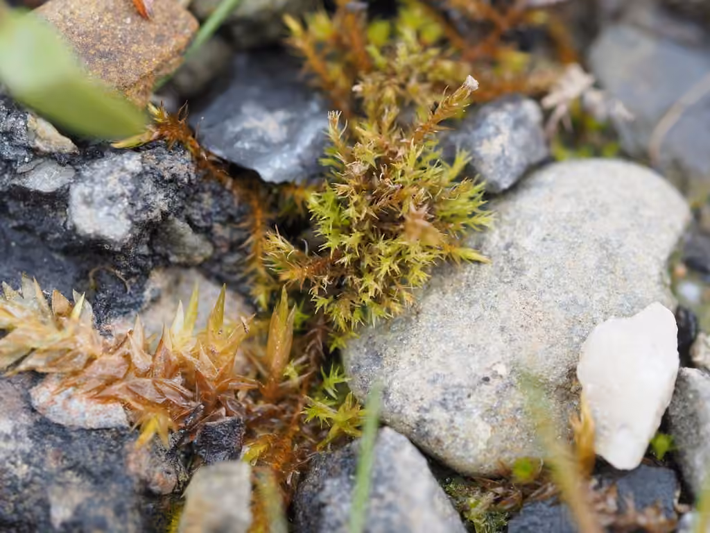 Field Forklet-moss, photo 2 of 5