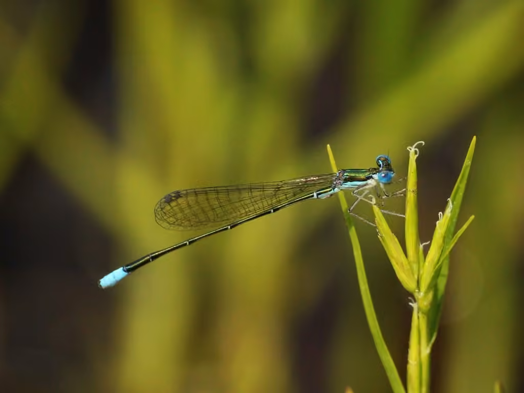 Sphagnum Sprite, Male