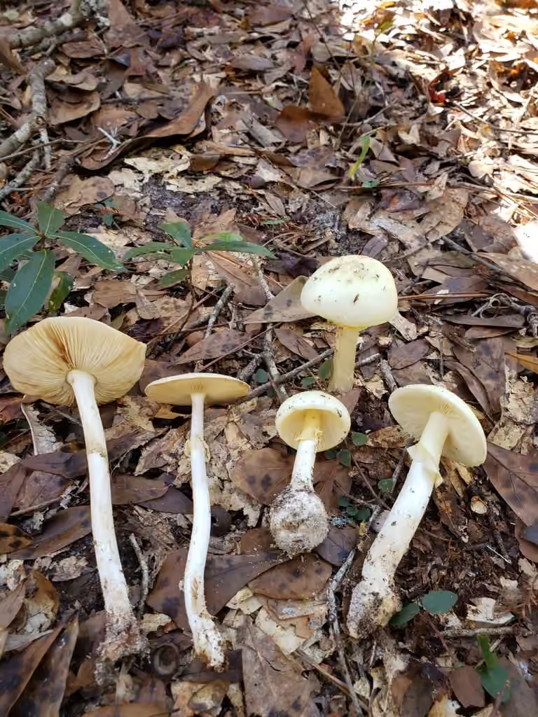 Coker's Lavender Staining Amanita, photo 1 of 5
