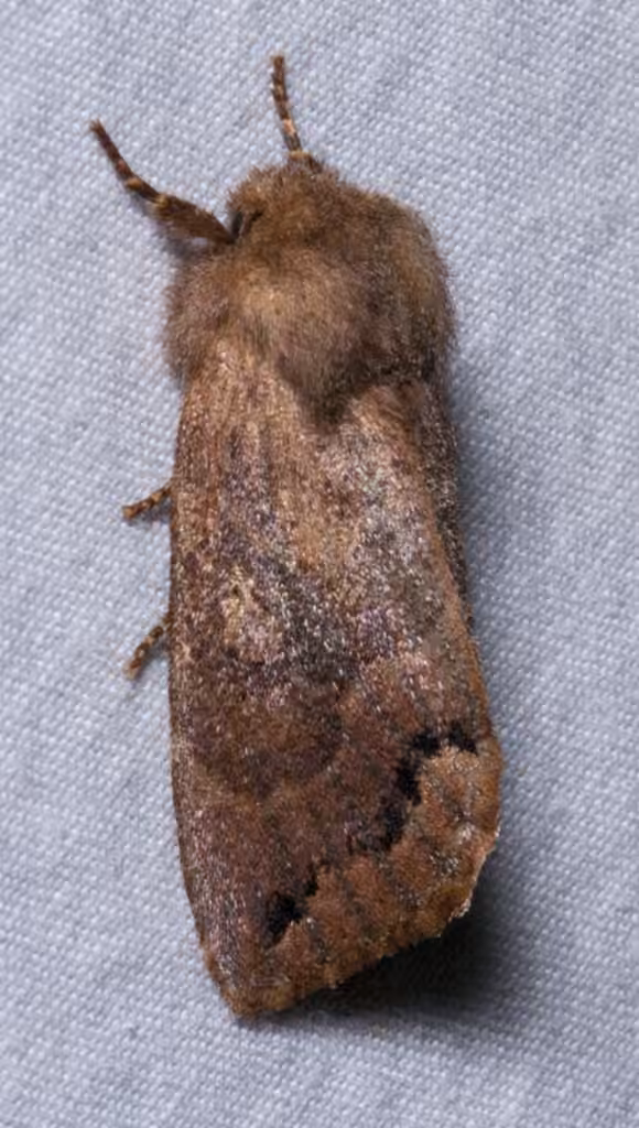 Garman's Quaker, Adult