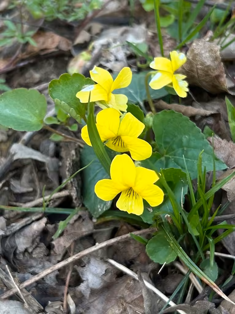 Violette scabre, En fleurs