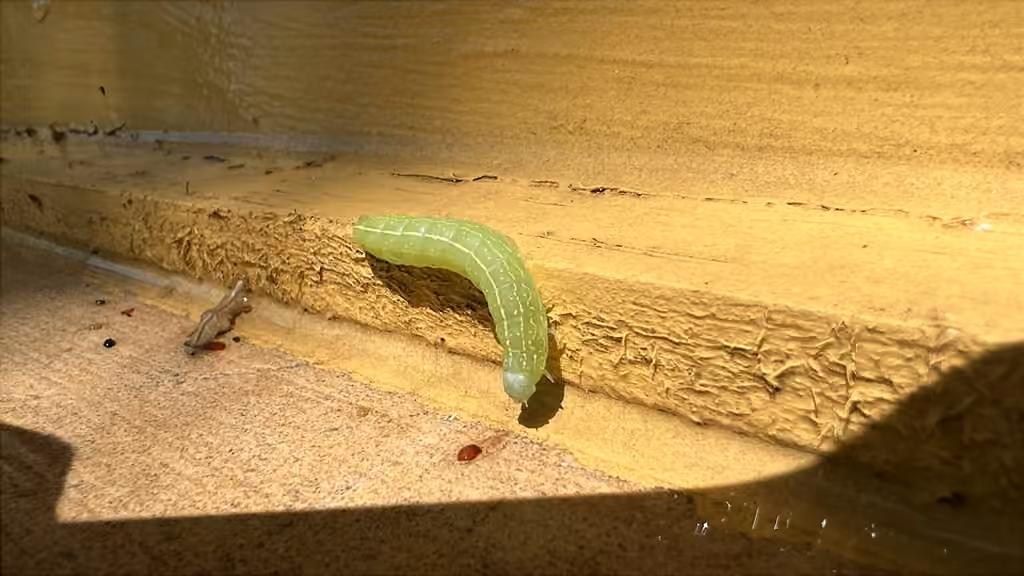 Figure-eight Sallow, Caterpillar