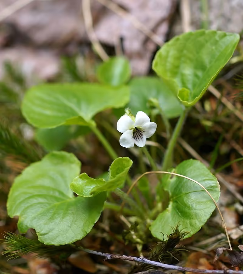 Violette réniforme, En fleurs