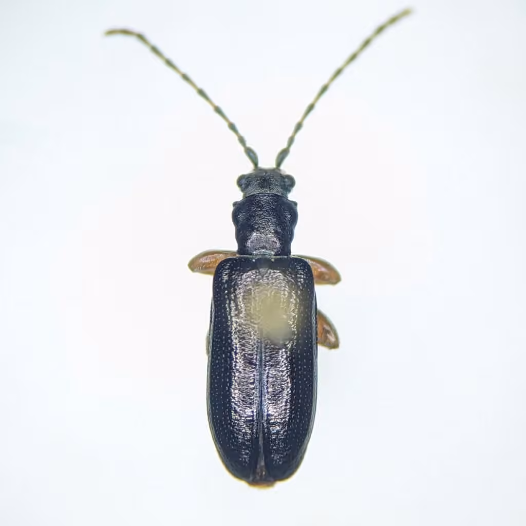 Germar's reed beetle, Male