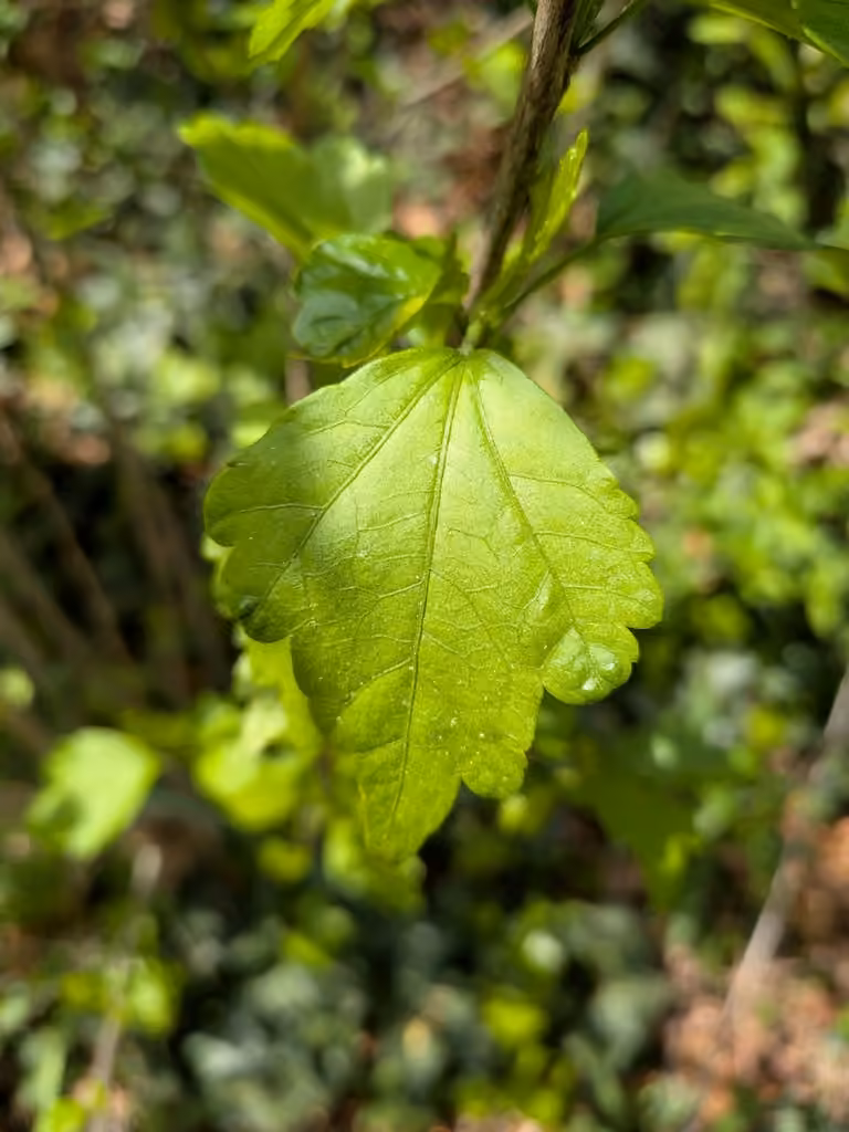Ketmie des jardins, Sans fleurs ni fruits