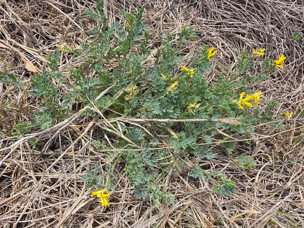 Corydale dorée, En fleurs
