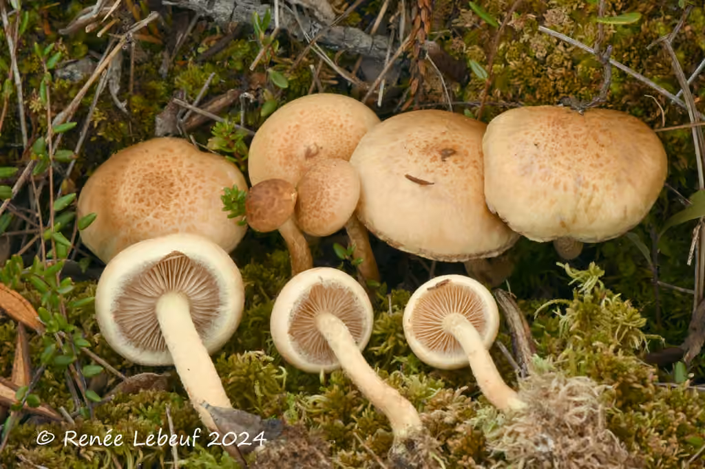 Pholiota stratosa, photo 2 sur 5