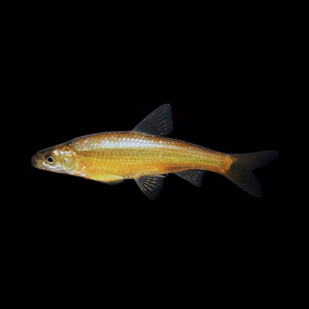 Eastern Silvery Minnow, photo 1 of 5