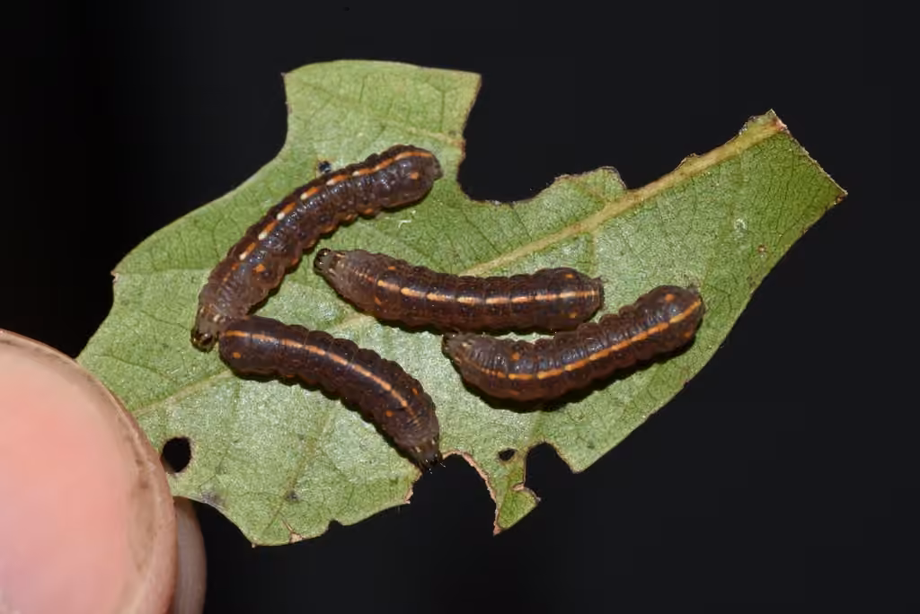 George's Midget, Chenille