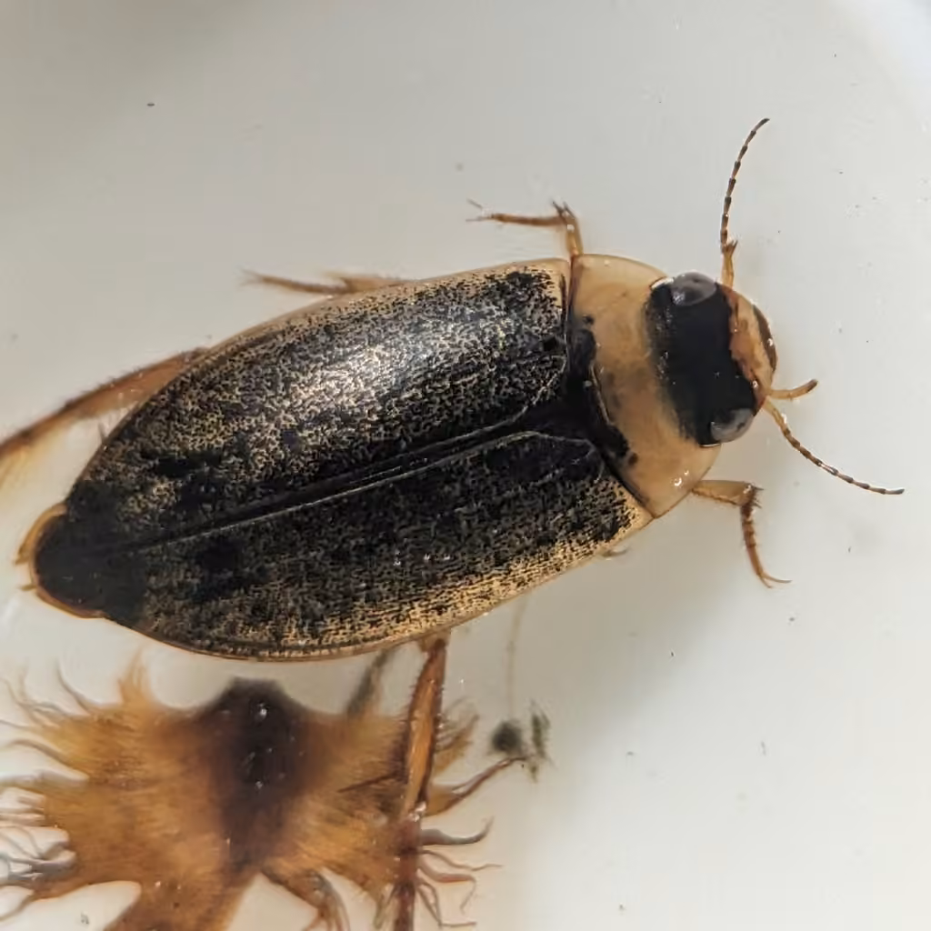 Similar Predaceous Diving Beetle, Female