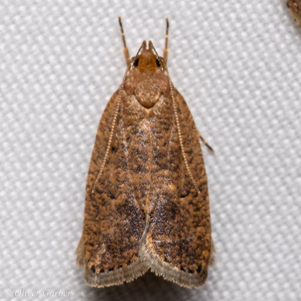 Oécophore des feuillus
