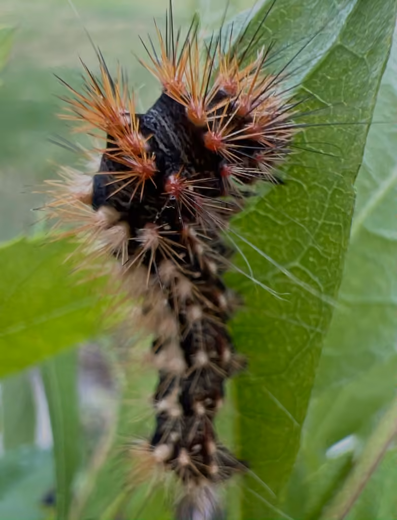 Long-winged Dagger, Chenille
