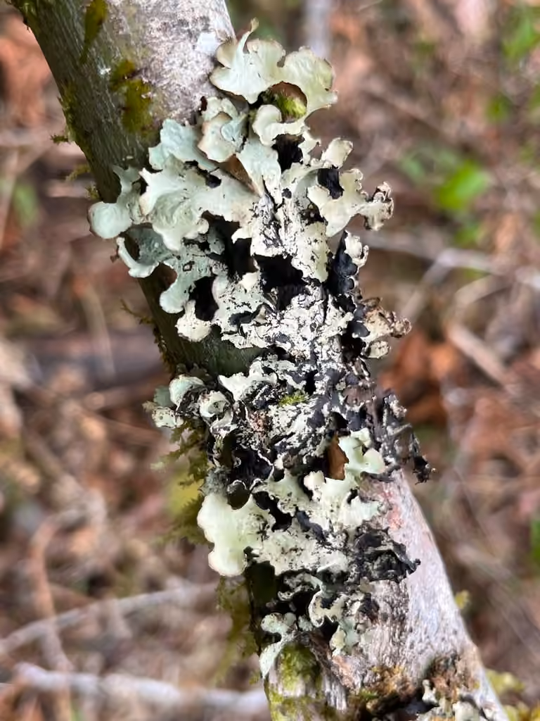 Speckled Rag Lichen, photo 2 of 5