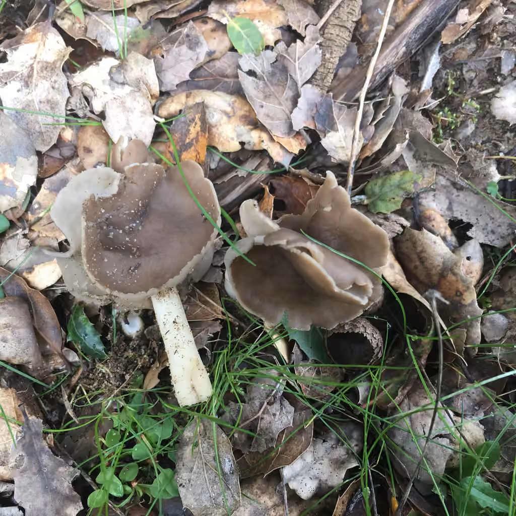 Helvella compressa, photo 3 sur 5