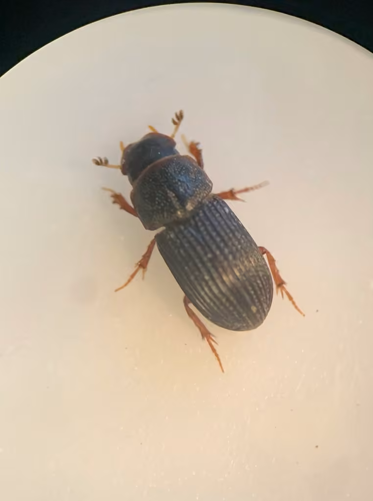 Forest small dung beetle, Adult