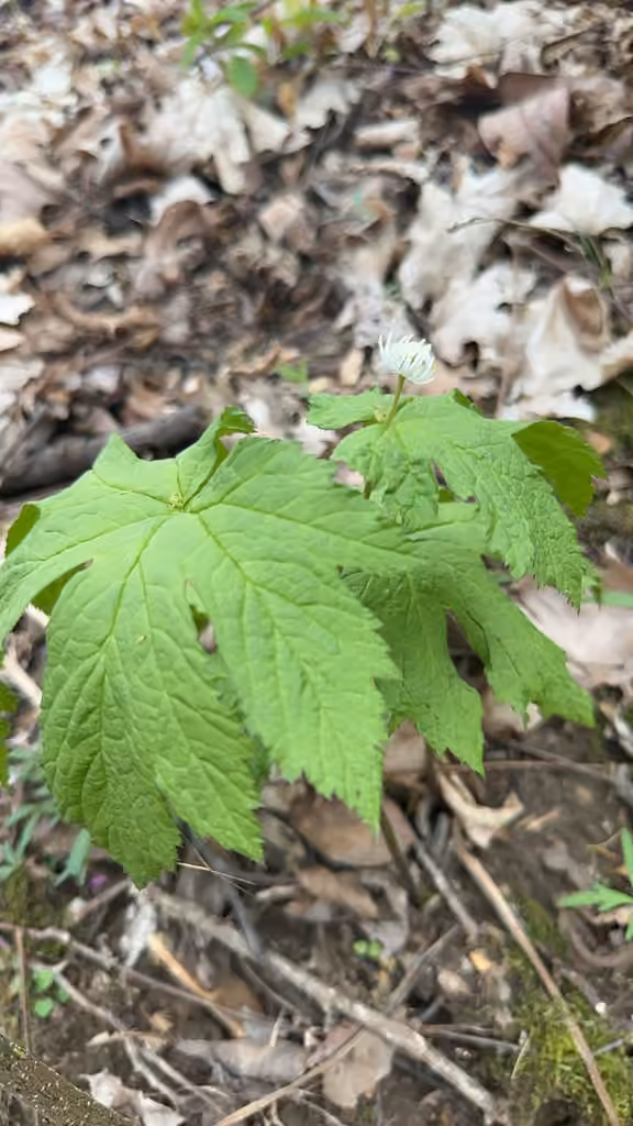 Hydraste du Canada, Sans fleurs ni fruits