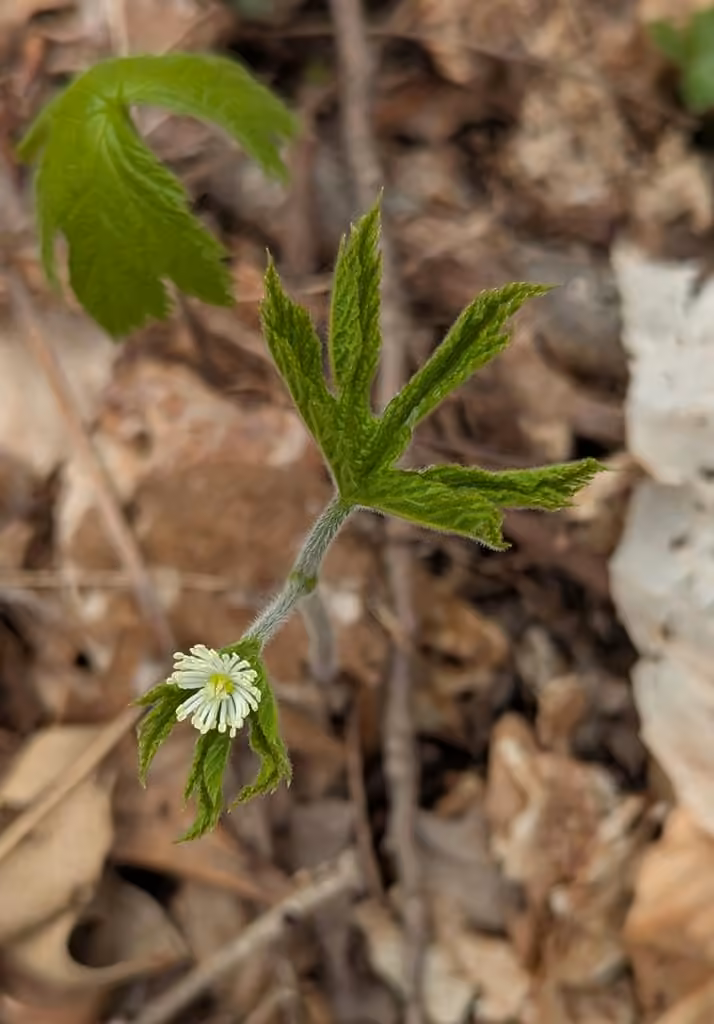 Hydraste du Canada, En fleurs