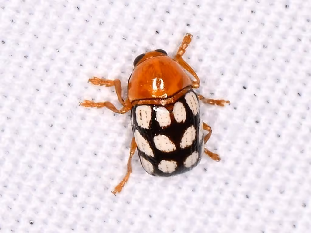 Cryptocéphale guttulé, photo 2 sur 5
