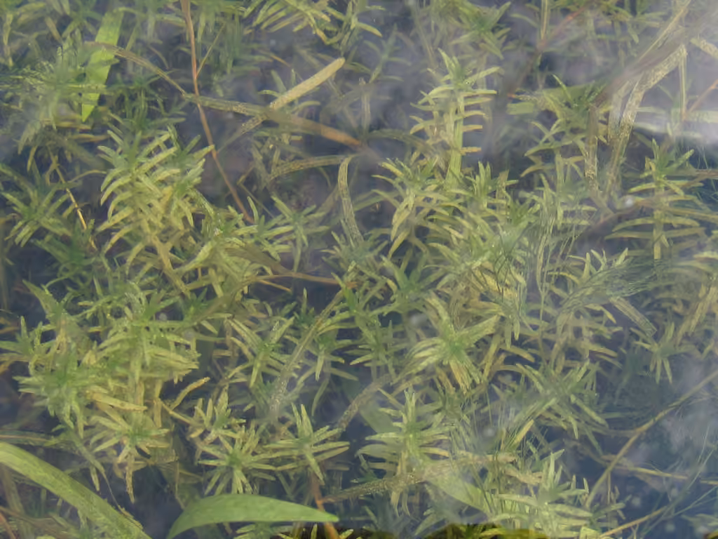 Autumn water-starwort, photo 3 of 5