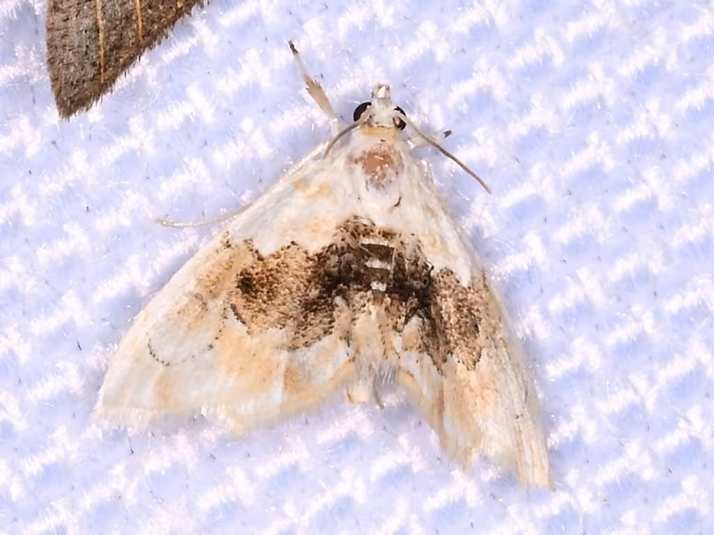 Brown-banded Lipocosma Moth, photo 2 sur 5