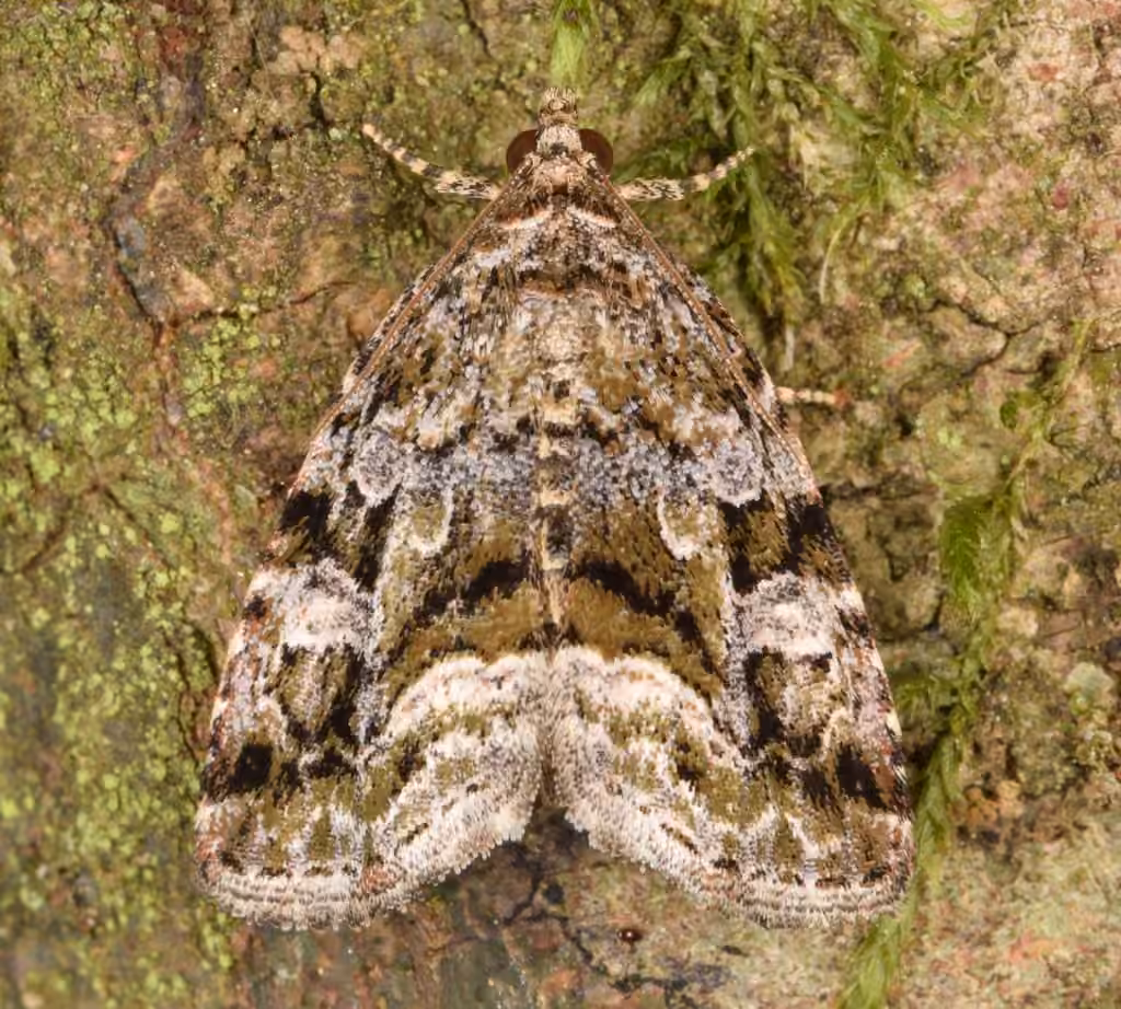 Large Mossy Glyph, photo 3 sur 5