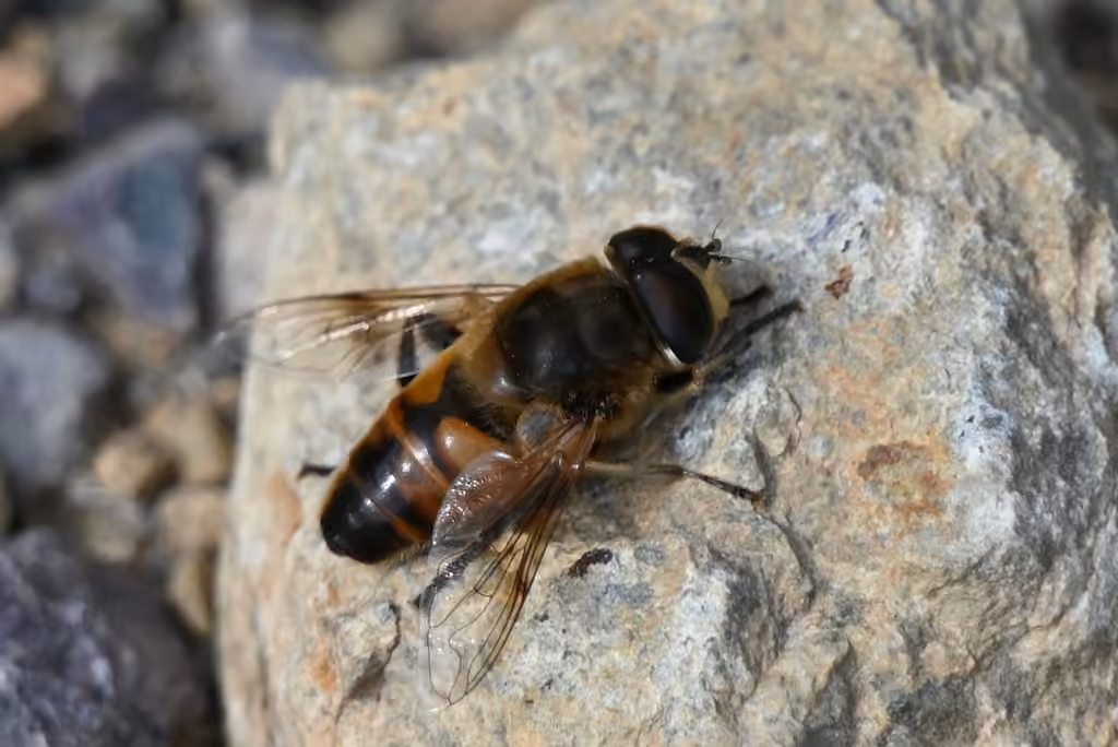 Common Drone Fly, Male