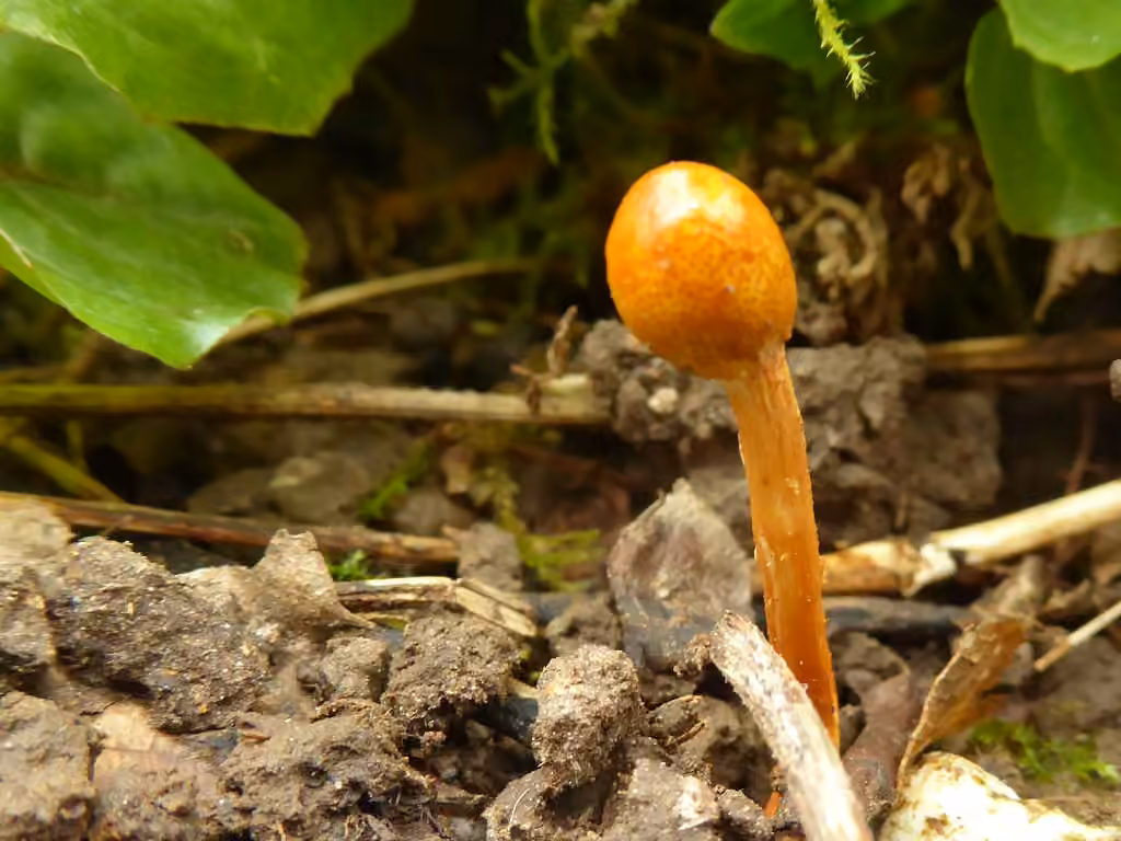 Paraisaria gracilis, photo 3 sur 5