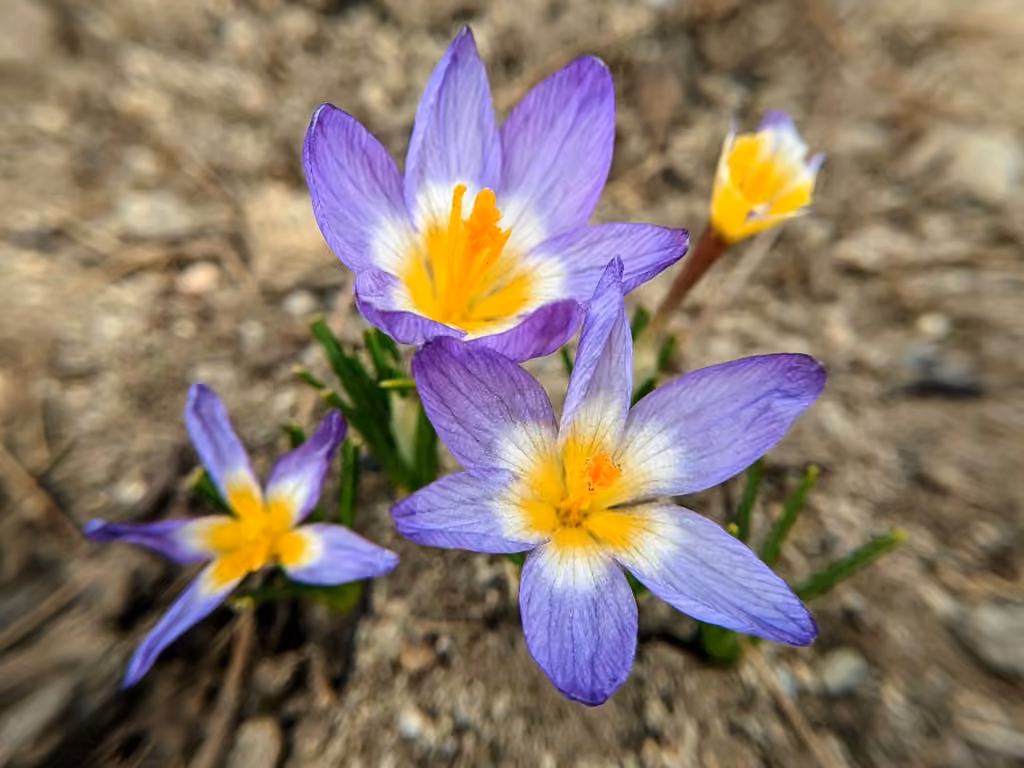 Crocus sublimis, photo 2 sur 5