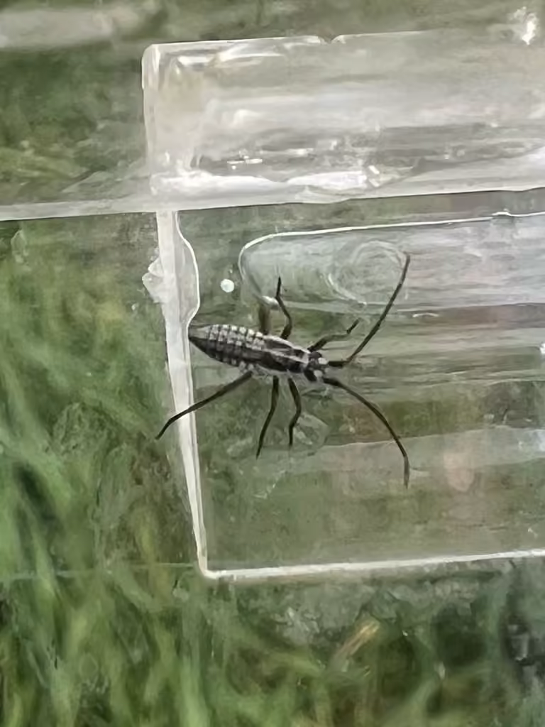 Miride des prairies, Nymphe